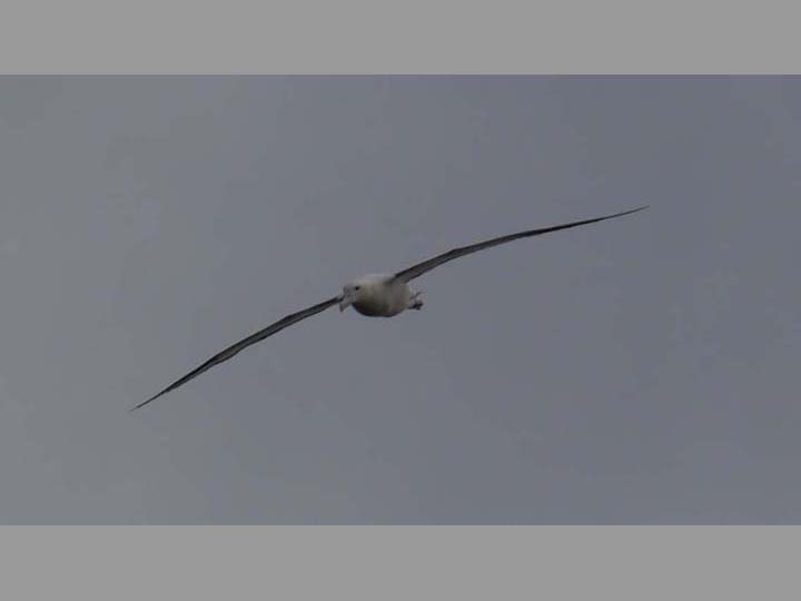 Royal Albatross - New Zealand